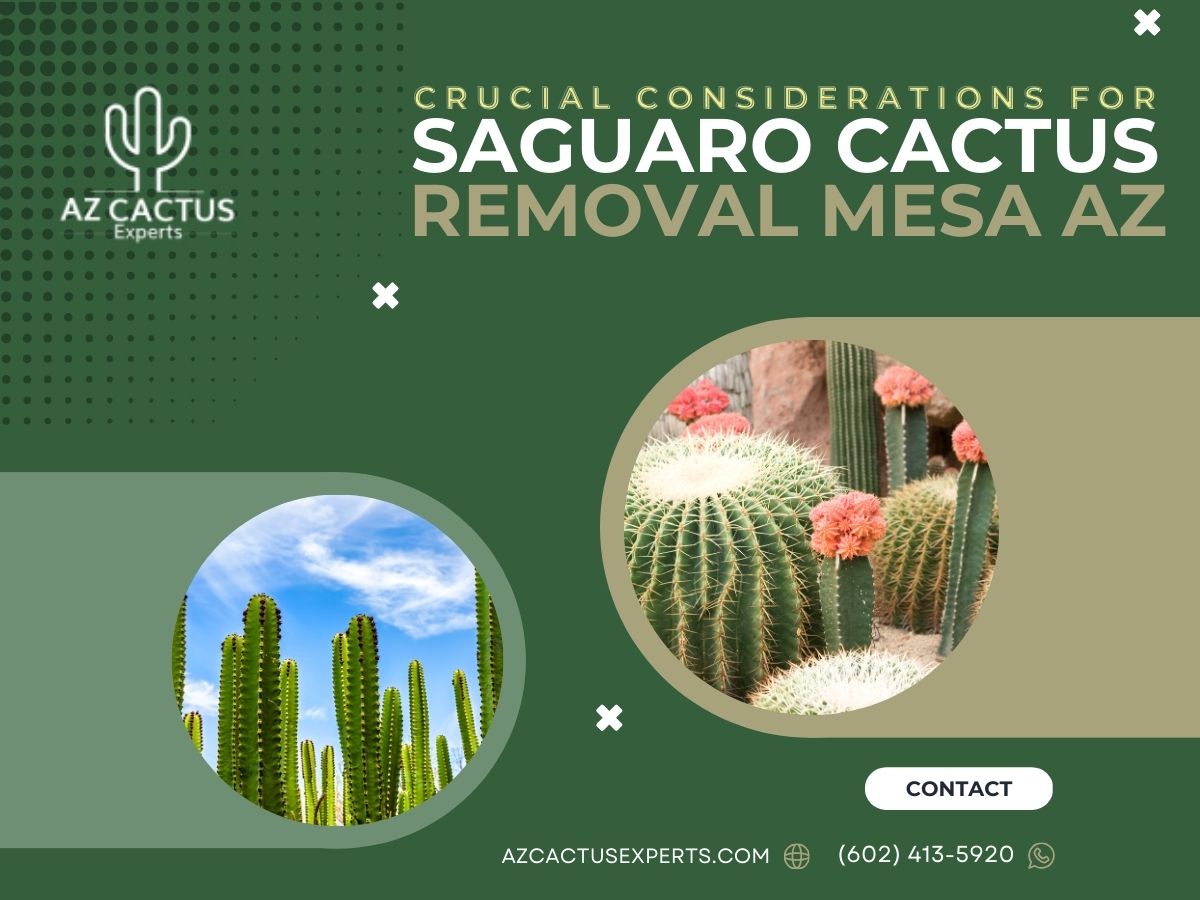 Crucial Considerations For Saguaro Cactus Removal Mesa AZ