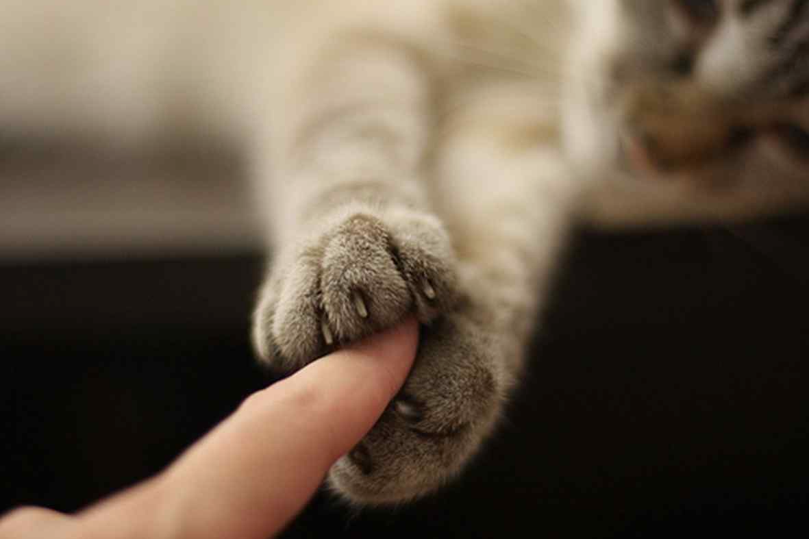 Why Regular Paw Trimming Is Essential for Active Pets