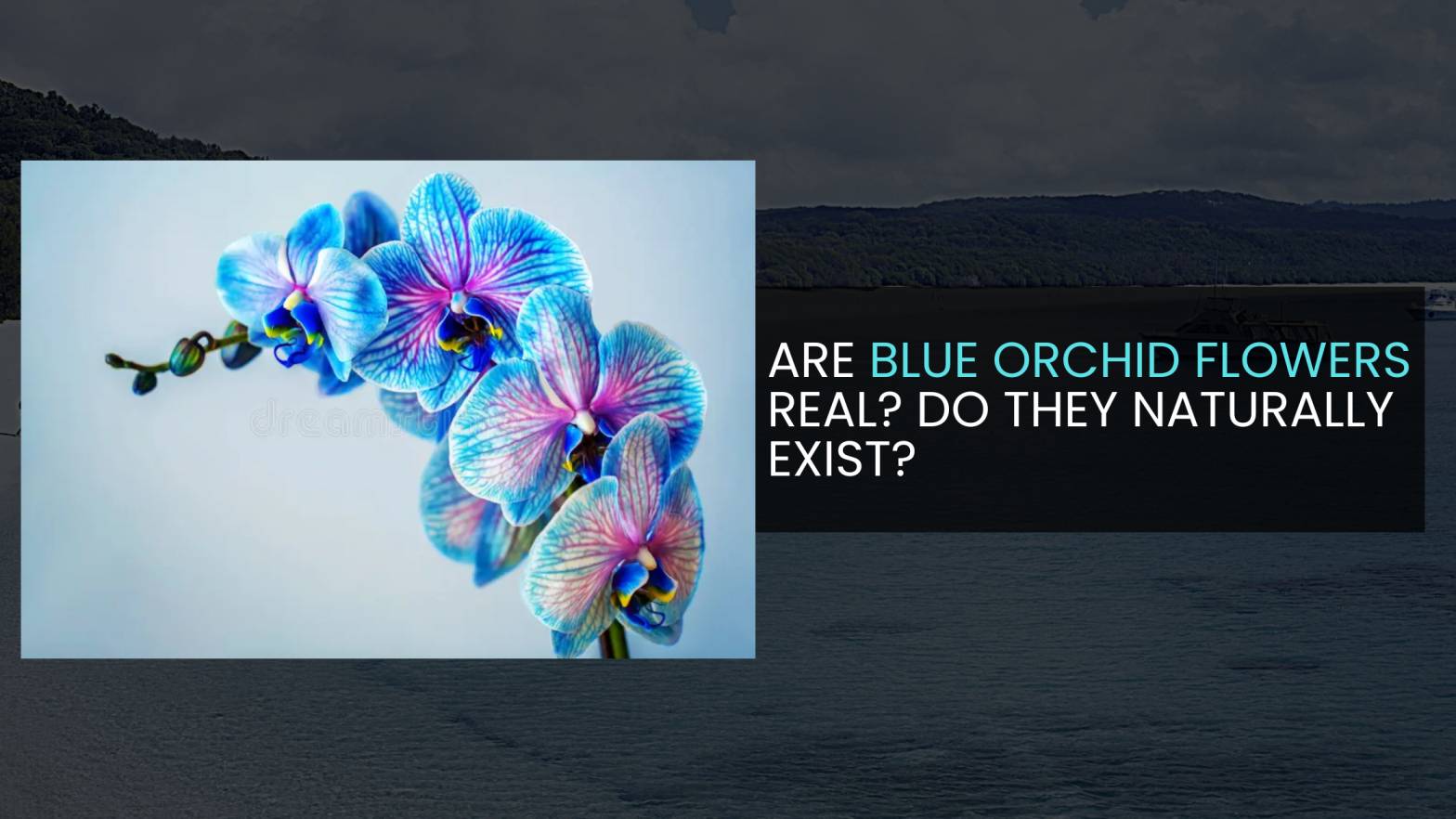 Are Blue Orchid Flowers Real? Do They Naturally Exist?